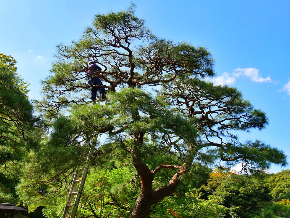 庭木の剪定